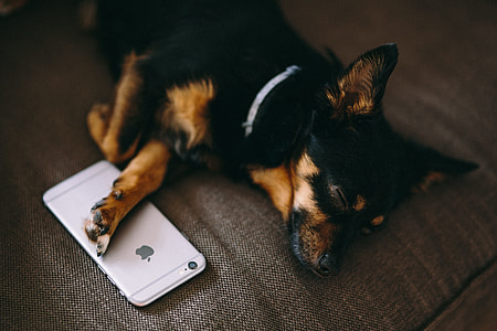 Puppy sleeping with iPhone 6