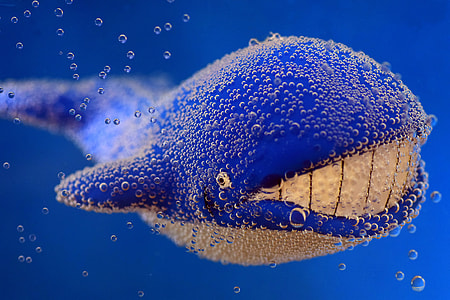 blue whale under water with bubble artwork
