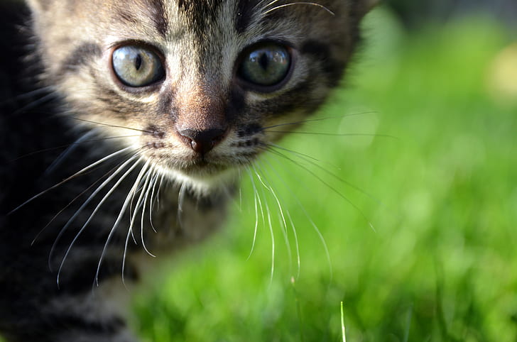 shallow photography of a brown Tabby kitten