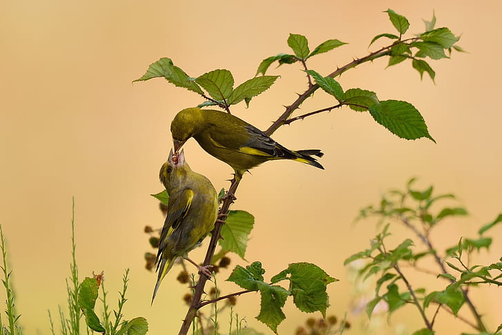 two green finches perched on branch