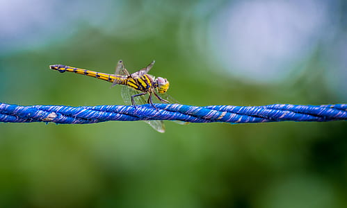 Macro Photography of a Dragonfly