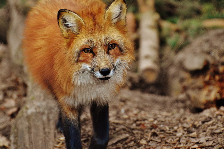 wildlife photography of red fox