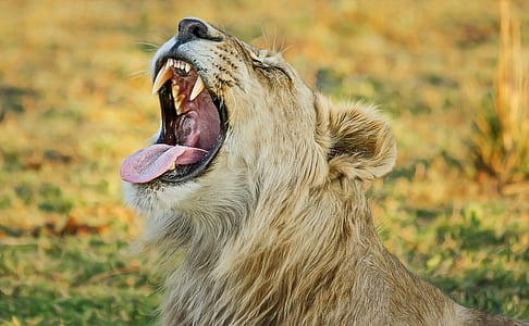 focus photography of lion cub