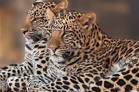 two reclining leopards