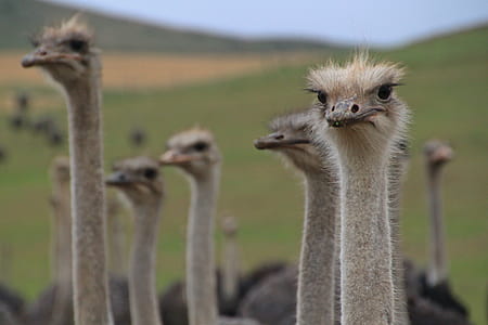 flock of ostrich