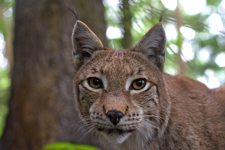 selective focus photography of brown Lynx