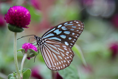 black and blue butterfly poached on pink gomphrena flower