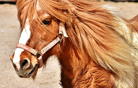 portrait of brown horse