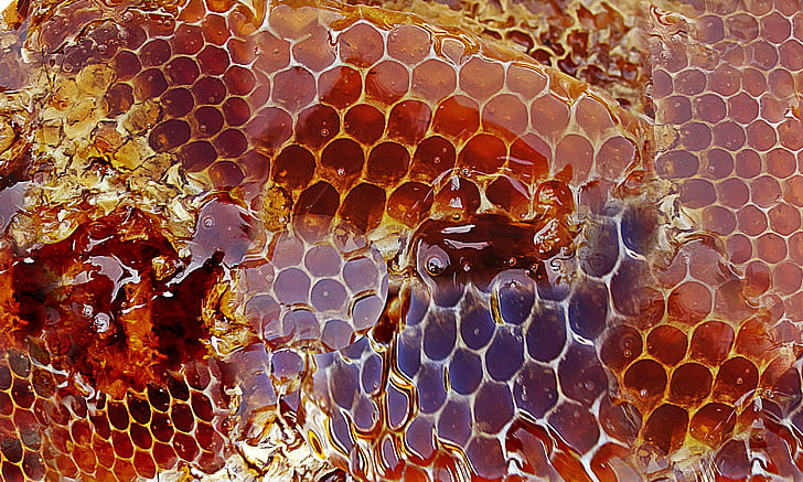 brown snake skin digital wallpaper