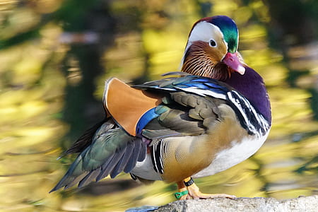 selective focus photography of mandarin duck