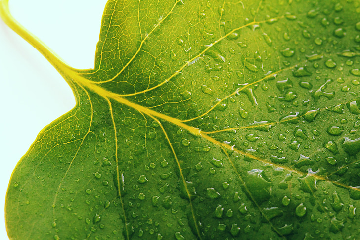 close-up photo of green leaf with water droplets