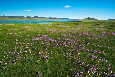 green and pink flower field during daytime