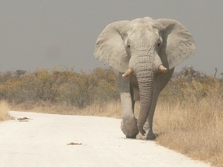 elephant during daytime