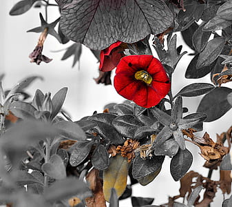 red nasturium flower in selective color photography
