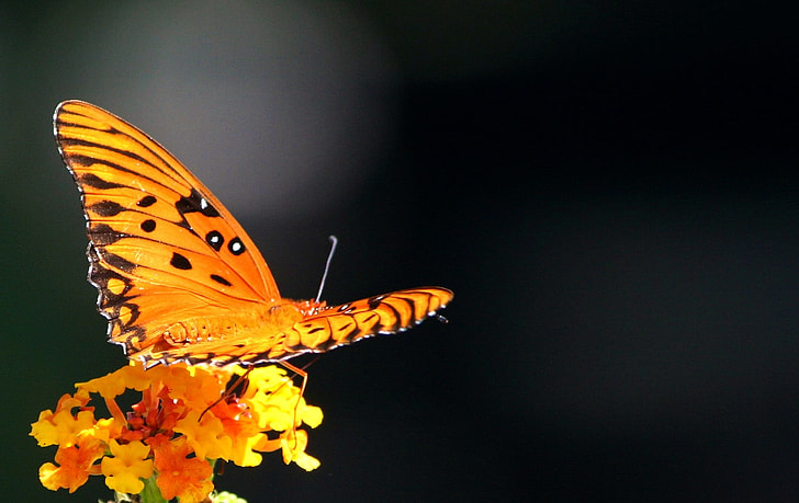 selective focus photograph of orange and black butterfly perched on flower