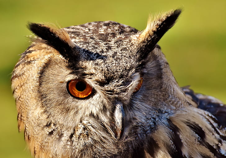 front view of a gray owl