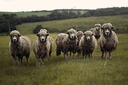 herd of white sheep