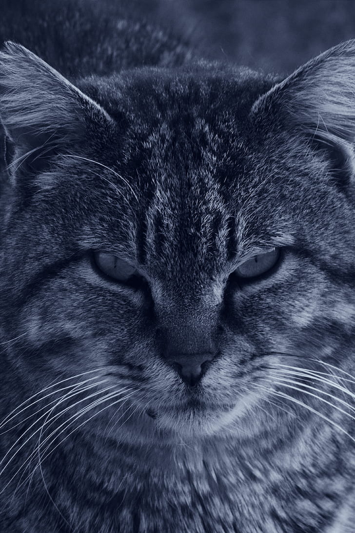 Cat in Grayscale Photo