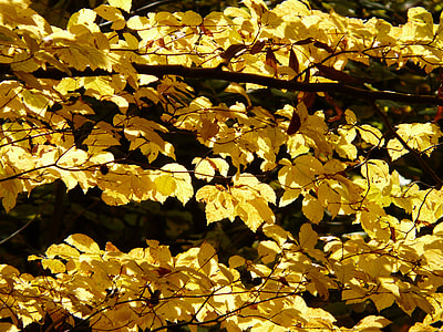 yellow plant leaves
