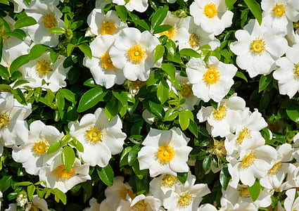 white-and-yellow flowers