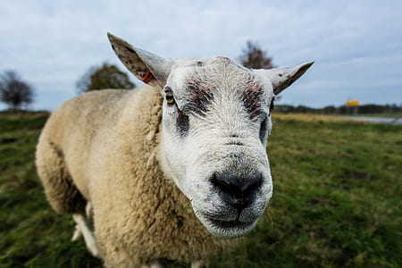Close Up Photography of White Sheep