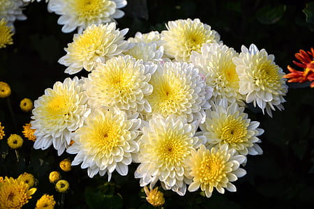 yellow-and-white petaled flowers