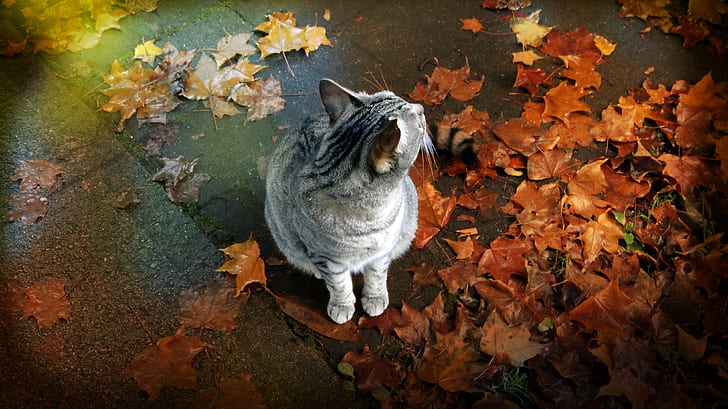 silver and black tabby cat with brown maple leaves