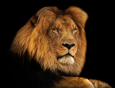 photo of lion