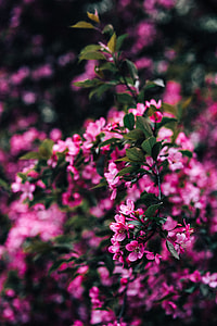 Lovely pink flowers blooming from the tree branches