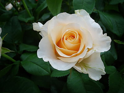closeup photo of white and beige rose