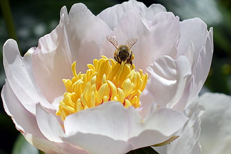 close-up photography of bee on white and yellow flower