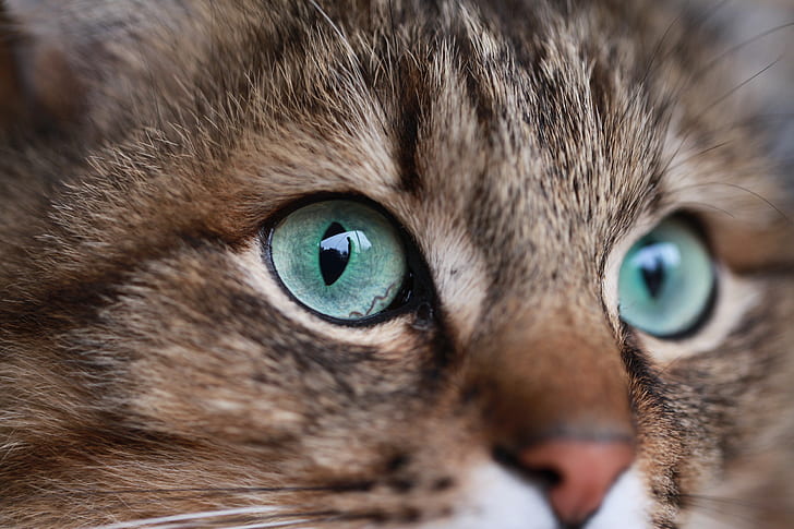 brown cat close-up photo