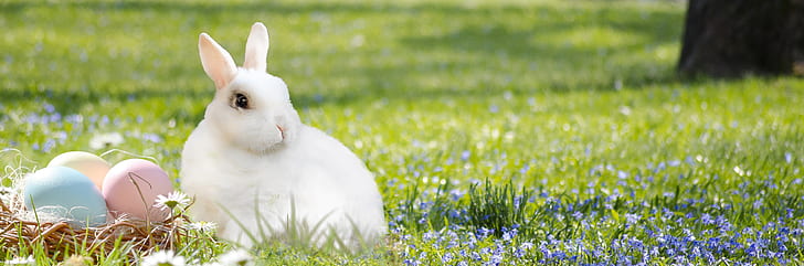 white rabbit on green grass lawn