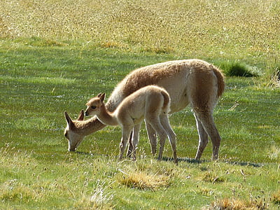 white and brown deers on green grass field during daytime