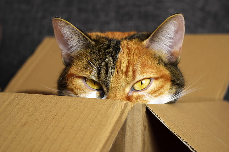 gray and black Calico cat on brown cardboard box