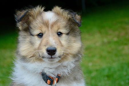closeup photo of tan, black, and white rough collie puppy