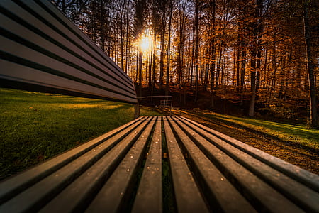 photo of bench near trees