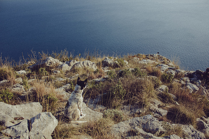 Australian Cattle dog sitting on rock hill near seashore