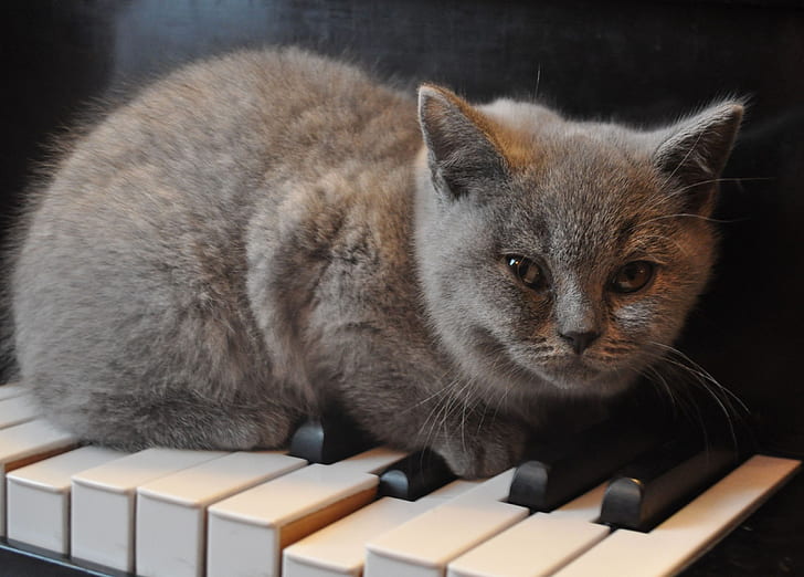 black cat on top of piano keys