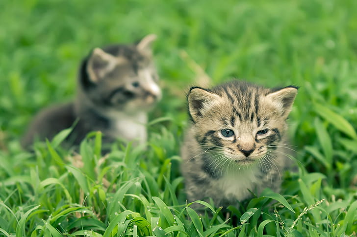 two black and grey tabby kittens on green grass field