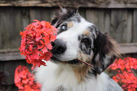 adult blue merle Australian shepherd with red flowers in mouth