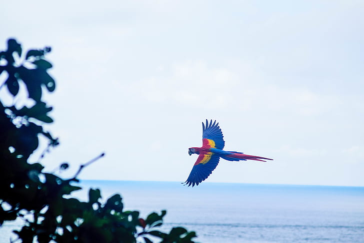 blue and red macaw hovering near tree and ocean