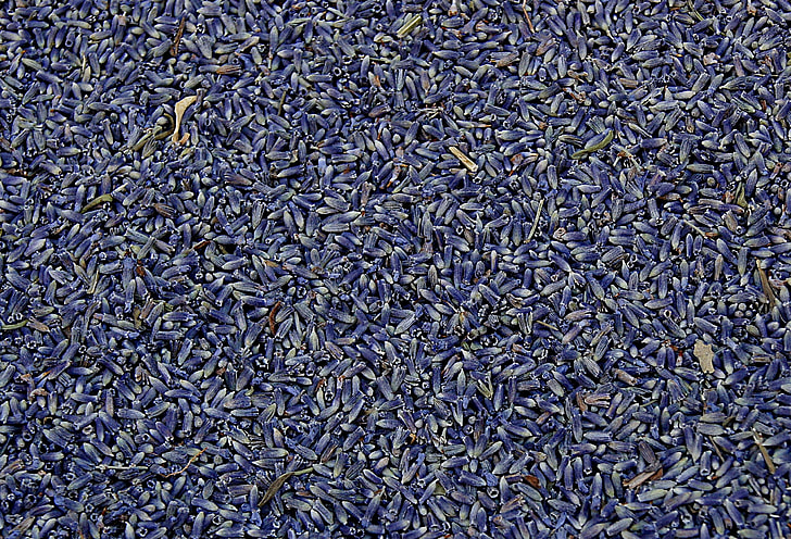 lavender, dried, plant, herbal, natural, flower
