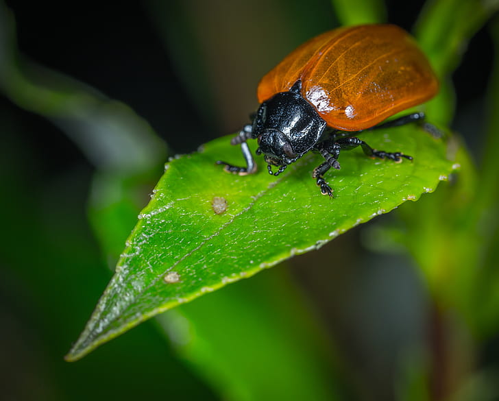 brown june beetle on green leaf