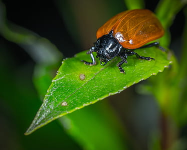 brown june beetle on green leaf