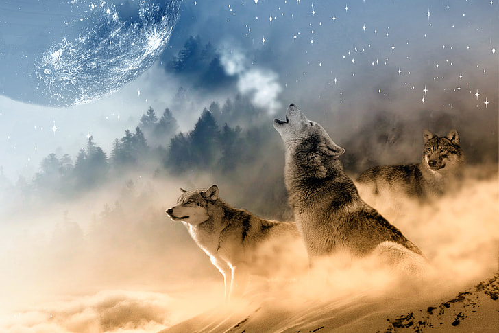 three gray wolves on snowy field