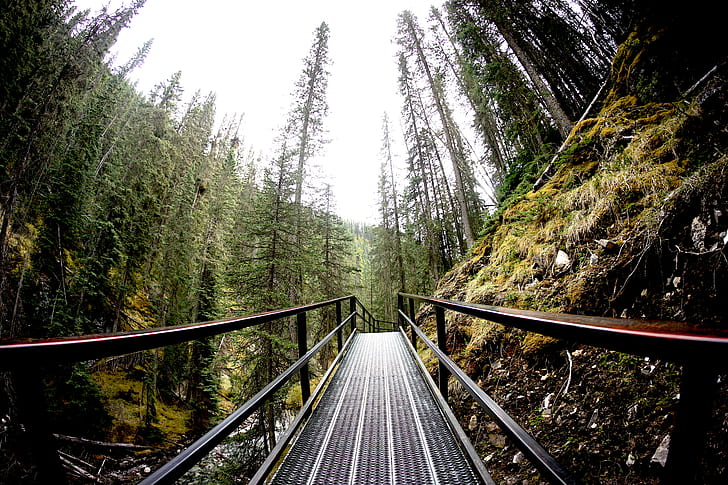 black wooden bridge in the forest