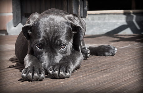 black and white American pit bull terrier lying on brown wooden panel during daytime