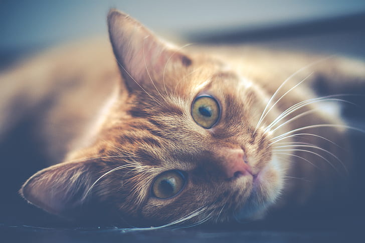 orange tabby cat lying photography