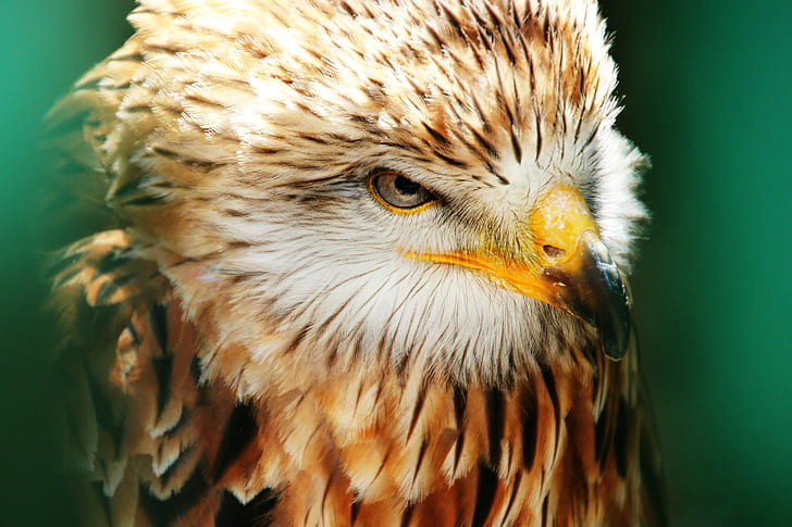 macro photography of eagle